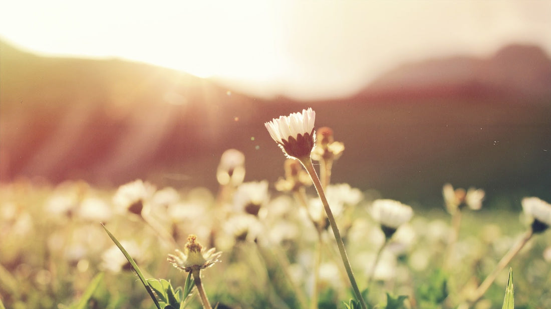 A field of spring flowers with the sun shining – showing pollen in the air related to allergies.
